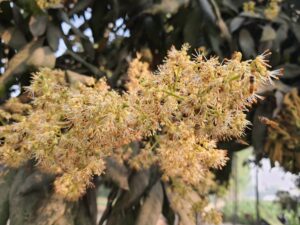লিচু ফুলের মধু